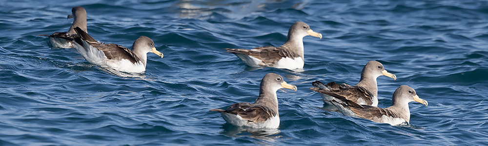 Cory's shearwater